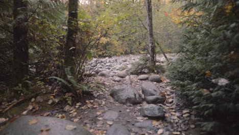 Wide-shot-of-autumn-forest-scenery-revealing-stream