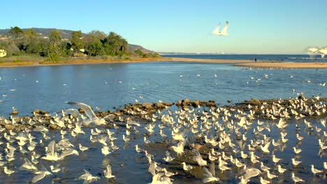 Malibu-lagoon-in-California-flying-by-and-Seagulls-taking-fligh