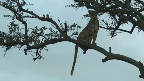 Leopard-sitting-on-a-branch-in-a-tree,-scanning-distance-for-prey,-during-sunset,-Maasai-Mara,-Kenya