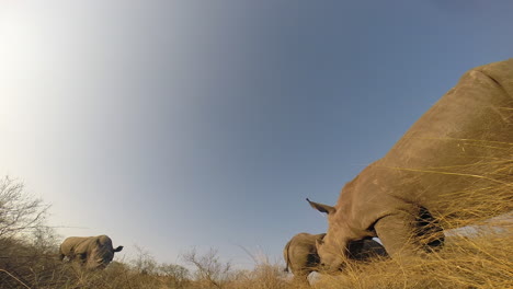 Southern-white-rhino-grazing-peacefully-on-a-sunny-day,-one-individual-moves-into-the-frame-from-the-right,-wide-angle-view-captured-in-the-Greater-Kruger-Park