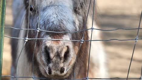 Clip-of-adorable-Shetland-ponies-out-of-focus-in-the-background,-shot-through-the-fence