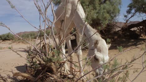 Camel-shot-in-the-desert-of-Algeria