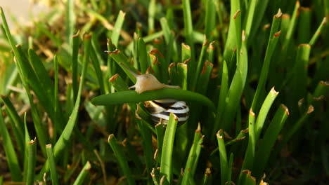 This-is-a-video-of-a-snail-crawling-through-the-grass-in-early-morning