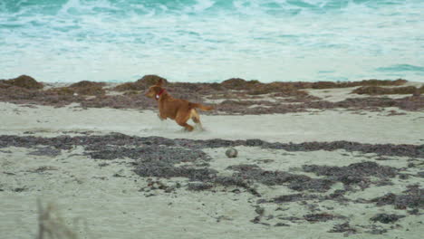 Un-Perro-Marrón-Animado-Corre-Y-Juega-A-Lo-Largo-De-Una-Playa-Tropical-De-Arena-Blanca