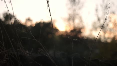 Gras-Weht-Im-Herbstwind-Gegen-Die-Silhouette-Des-Sonnenuntergangs