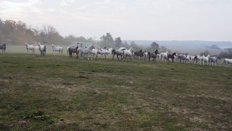 Wide-shot-of-Lipizzaner-horses-running-through-the-field-in-the-morning