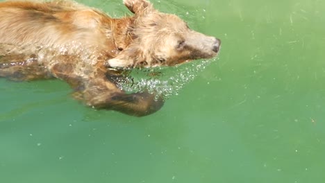 Braunbär-Schwimmt-Im-Grünen-Fluss-Und-Hat-Spaß