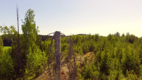 Slow-aerial-vertical-close-up-video-of-a-dead-spruce-tree-in-Finnish-logging-area,-July-2018