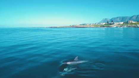 Drohne-Fliegt-Tief-über-Delfine,-Die-An-Einem-Ruhigen-Tag-Schwimmen