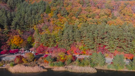 Right-wide-aerial-following-shot-of-cars-driving-on-road-in-front-of-autumn-colored-trees