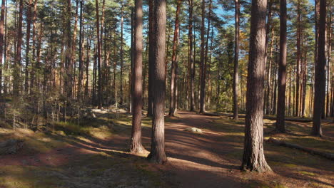 Walking-on-a-path-in-a-beautiful-forest-on-a-sunny-day