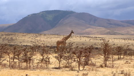Vista-Estática-De-Una-Jirafa-Reticulada-Solitaria-Alimentándose-En-Las-Llanuras-Del-Serengeti-Con-Una-Montaña-En-El-Fondo