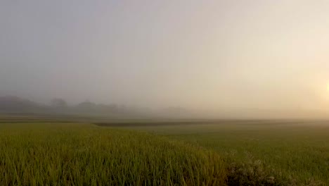 Rice-Field-in-Sunrise