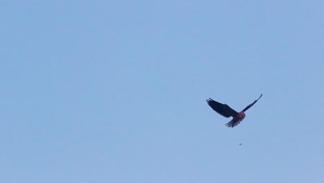 Pájaro-Búho-Volando-Y-Buscando-Caza-Con-Vista-Aguda-En-El-Aire-I-Pájaro-Búho-Volando-En-El-Aire-Con-Cielo-Azul-Almacen-De-Video