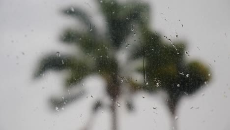 Rain-drops-landing-on-glass-window-with-palm-trees-out-of-focus,-focus-moves-to-the-palm-trees-outside-in-the-storm-wind