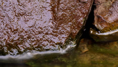 Time-lapse-and-time-exposure-of-wet-rocks-with-snails-and-insect-larvae