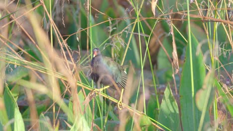 Purple-gallinule-walking-along-stem-in-South-Florida-Everglades