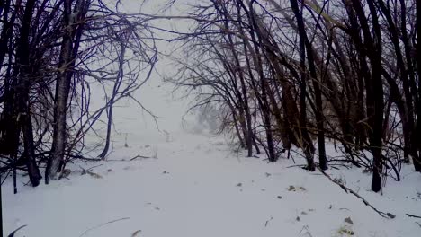 Time-Lapse-framed-by-trees-taken-in-bomb-cyclone-Greeley-Colorado-March-2019