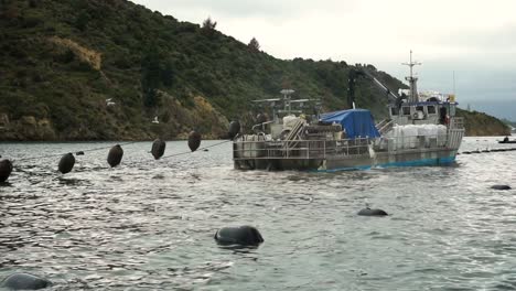 New-Zealand-greenshell-mussel-farm-with-buoys-and-boat-harvesting