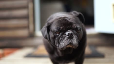 Close-up-of-old-black-pug,-standing-sniffing