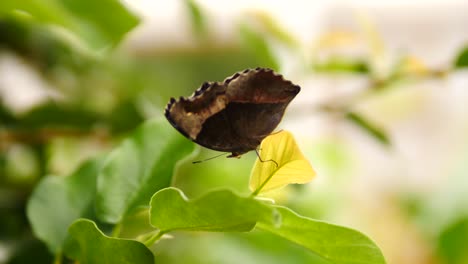 Garden-Commodore-Butterfly-sitting-on-nearby-leaf,-takes-off,-flies-away-to-leaves-in-background,-near-white-window-of-a-house
