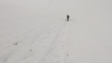 Dog-walking-and-sniffing-the-snow-on-a-foggy-mountain