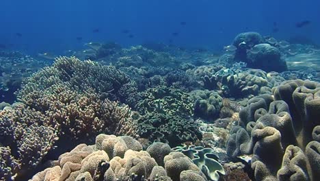 Die-Sonne-Scheint-Auf-Ein-Korallenriff-Mit-Mehreren-Verschiedenen-Arten-Von-Korallen-In-Allen-Verschiedenen-Farben