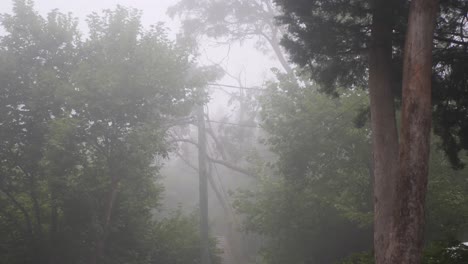 Weitschuss-Auf-Den-Wald-Mit-Nebel-Durch-Die-Bäume,-Der-Eine-Gruselige-Atmosphäre-Schafft