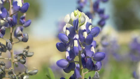 Flores-Silvestres-De-Texas-Que-Florecen-En-La-Primavera,-Bluebonnets-Y-Varias-Otras-Flores