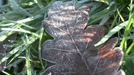 Oak-leaf-on-a-frosty-day