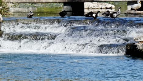 ducks-sitting-on-to-of-a-weir-with-the-water-cascading-down-river