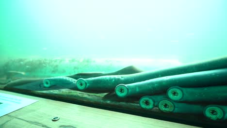A-close-up-video-of-lampreys-underwater