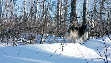 Ein-Husky-Wolfshund-Erkundet-An-Einem-Kalten-Und-Sonnigen-Wintertag-Den-Wald