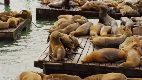 A-sea-lion-playing-with-lots-of-cute-friendly-sea-lions-sleeping-in-slowmotion-on-the-dock-near-the-water-at-an-harbor