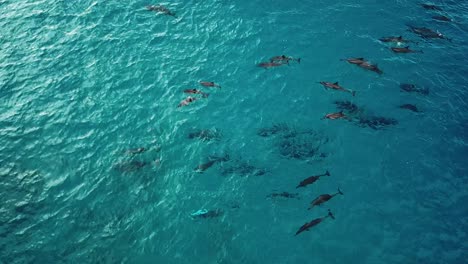 Drohnenaufnahme-Einer-Gruppe-Delfine,-Die-Zusammen-Auf-Der-Westseite-Von-Oahu-Schwimmen