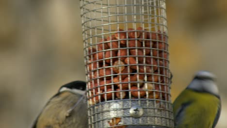 A-coal-tit-and-a-Blue-tit-compete-for-food-on-a-peanut-bird-feeder
