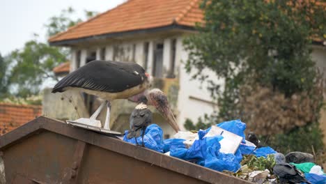 Eine-Zeitlupenaufnahme-Eines-Hässlich-Aussehenden-Marabou-Storchs,-Der-In-Einem-Großen-Mülleimer-In-Einer-Städtischen-Landschaft-In-Afrika-Mit-Herumfliegenden-Raben-Durch-Müll-Pflügt