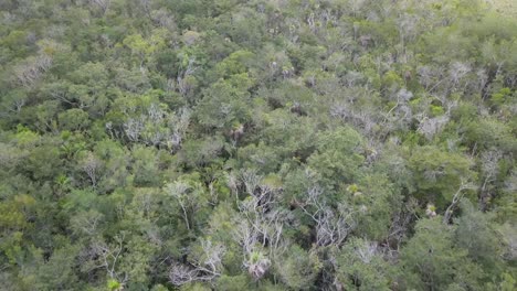 Luftaufnahme-Des-Mexikanischen-Dschungels