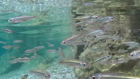 Schwarm-Kleiner-Fische,-Die-Im-Mazedonischen-Ohridsee-In-Südeuropa-In-Alle-Richtungen-Schwimmen