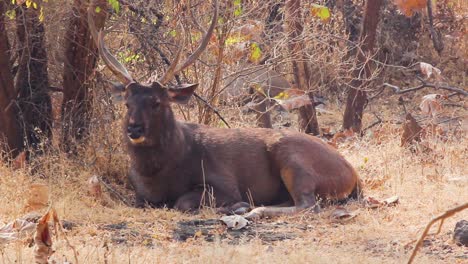 Young-peaceful-sambar-deer-with-beautiful-antlers-on-head-sitting-under-tree-in-Gir-forest-Gujarat-India-I-Sambar-animal-in-forest-stock-video