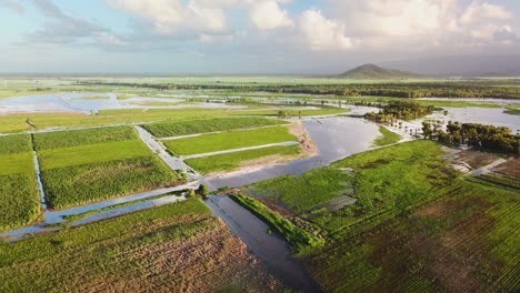 Drone-Volando-Hacia-Adelante-Mostrando-Campos-De-Caña-De-Azúcar-Inundados-Durante-La-Temporada-Húmeda-Australiana