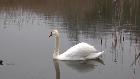 Un-Cisne-Blanco-Nadando-En-Un-Lago