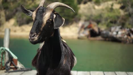 SLOWMO---Wild-black-and-brown-goat-standing-on-dock,-New-Zealand