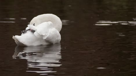 Swan-floating-on-water-grooming