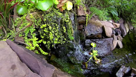 Wide-angle-view-of-small-waterfall-and-pond-with-freshwater-aquatic-plants