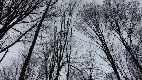 Walking-through-forest,-Winter-season