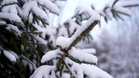 A-Close-up-Shot-of-Snowy-Pine-Branches-in-a-Forest