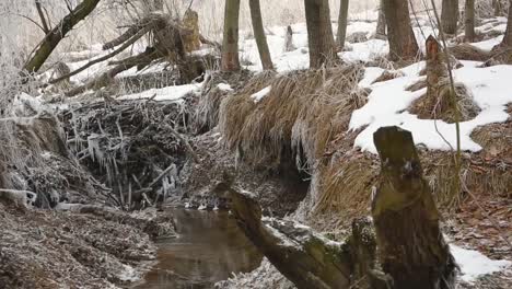 Beaver-dam-across-small-river-in-the-forest-during-winter