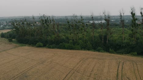 View-of-forest-and-field-in-Kolbudy,-Kaszubia,-pomorskie,-Poland