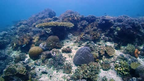 Coral-reef-in-south-east-asia-with-many-fish-and-colorful-corals